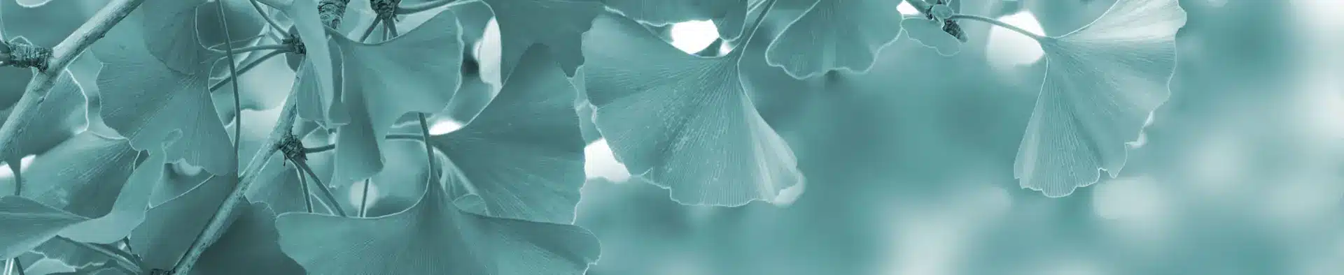 Visuel de fleurs dans la clinique multidisciplinaire | Clinique O5 Sens